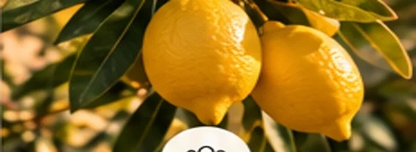Solmogna citroner